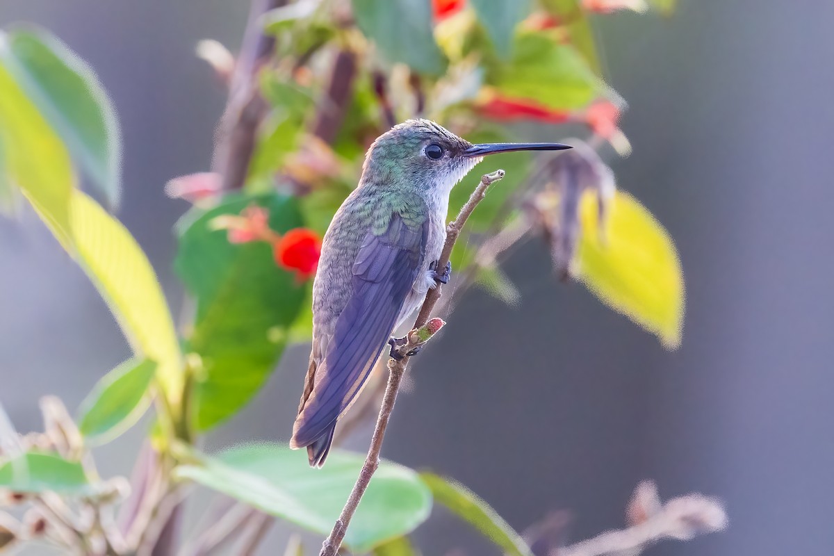 Azure-crowned Hummingbird - ML617223026