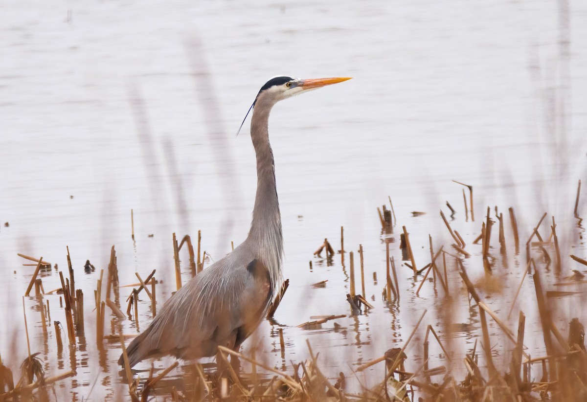 Great Blue Heron - ML617223029