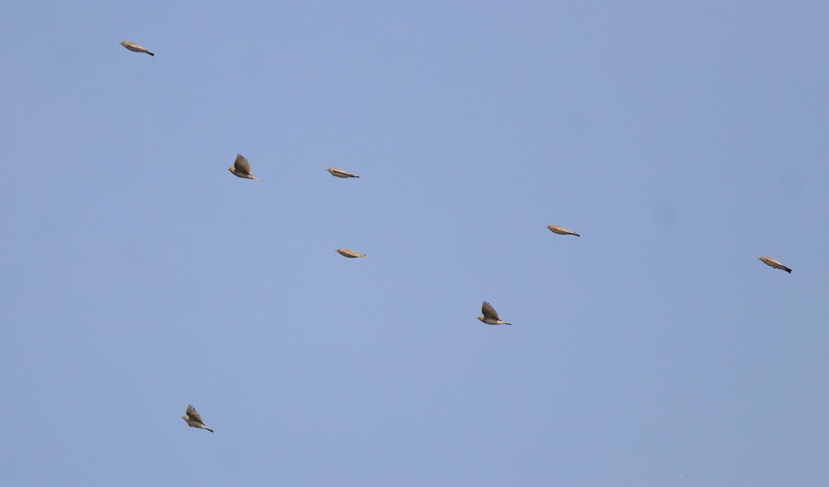 Mongolian Short-toed Lark - Afsar Nayakkan