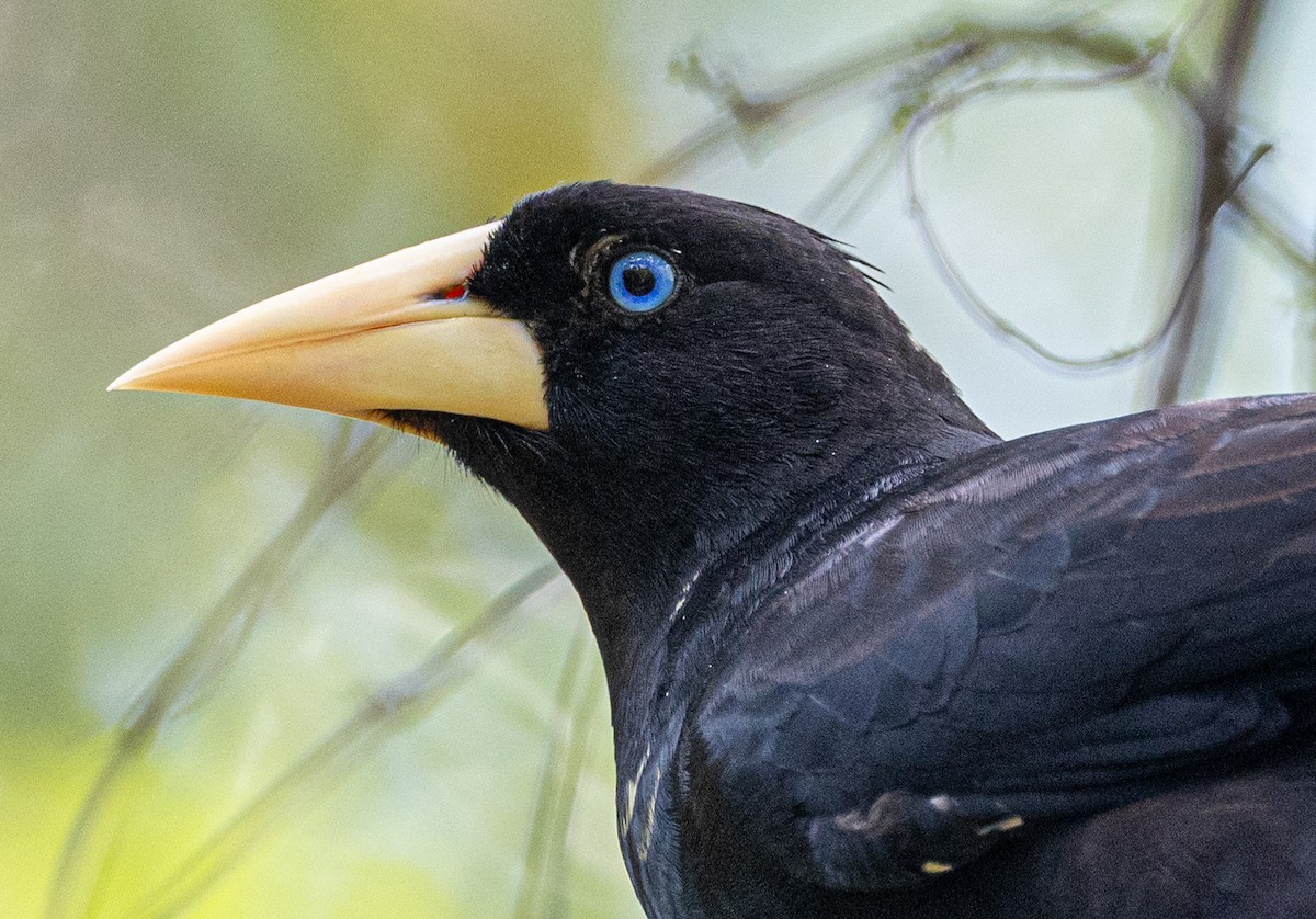 Crested Oropendola - ML617223109