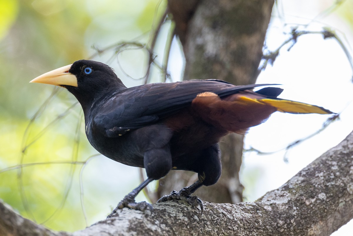 Crested Oropendola - ML617223110