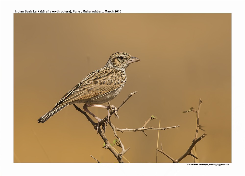 Indian Bushlark - Saravanan Janakarajan