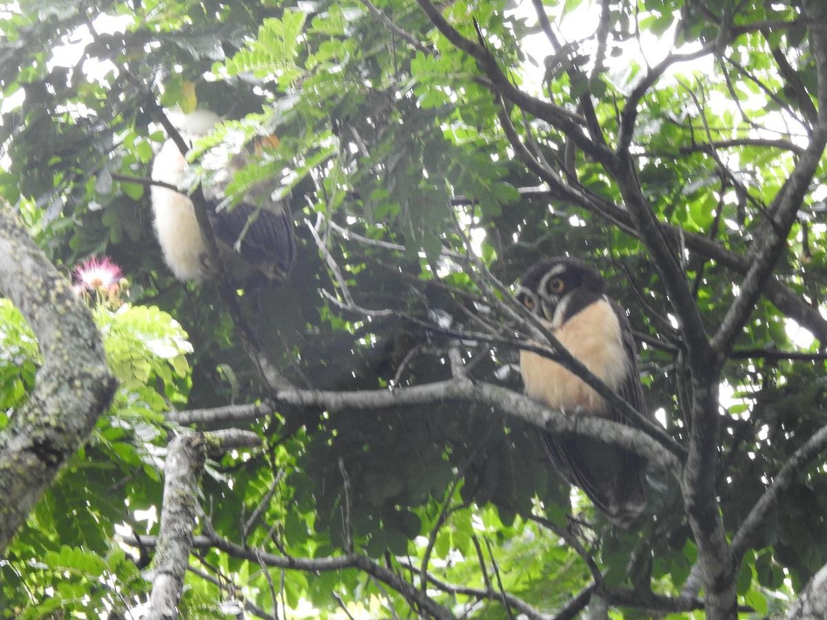 Spectacled Owl - ML617223131