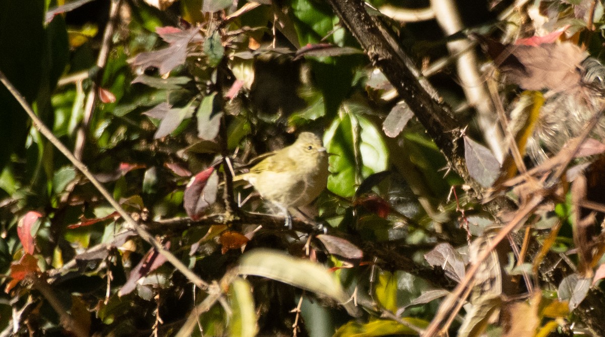 Yellow-browed Tit - Anuj Ghimire