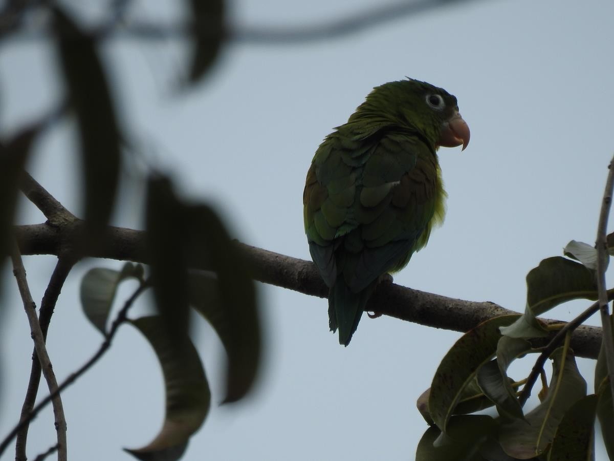 Orange-chinned Parakeet - Diego DUQUE