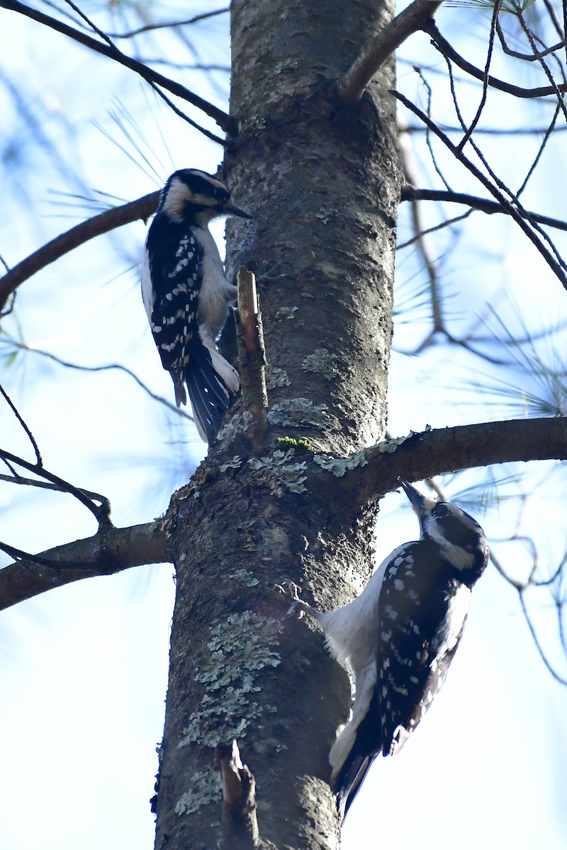 Hairy Woodpecker - ML617223149