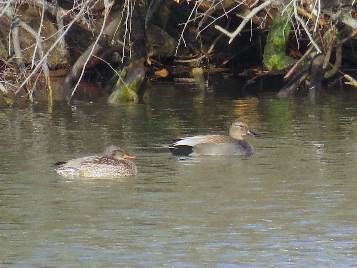 Canard chipeau - ML617223152