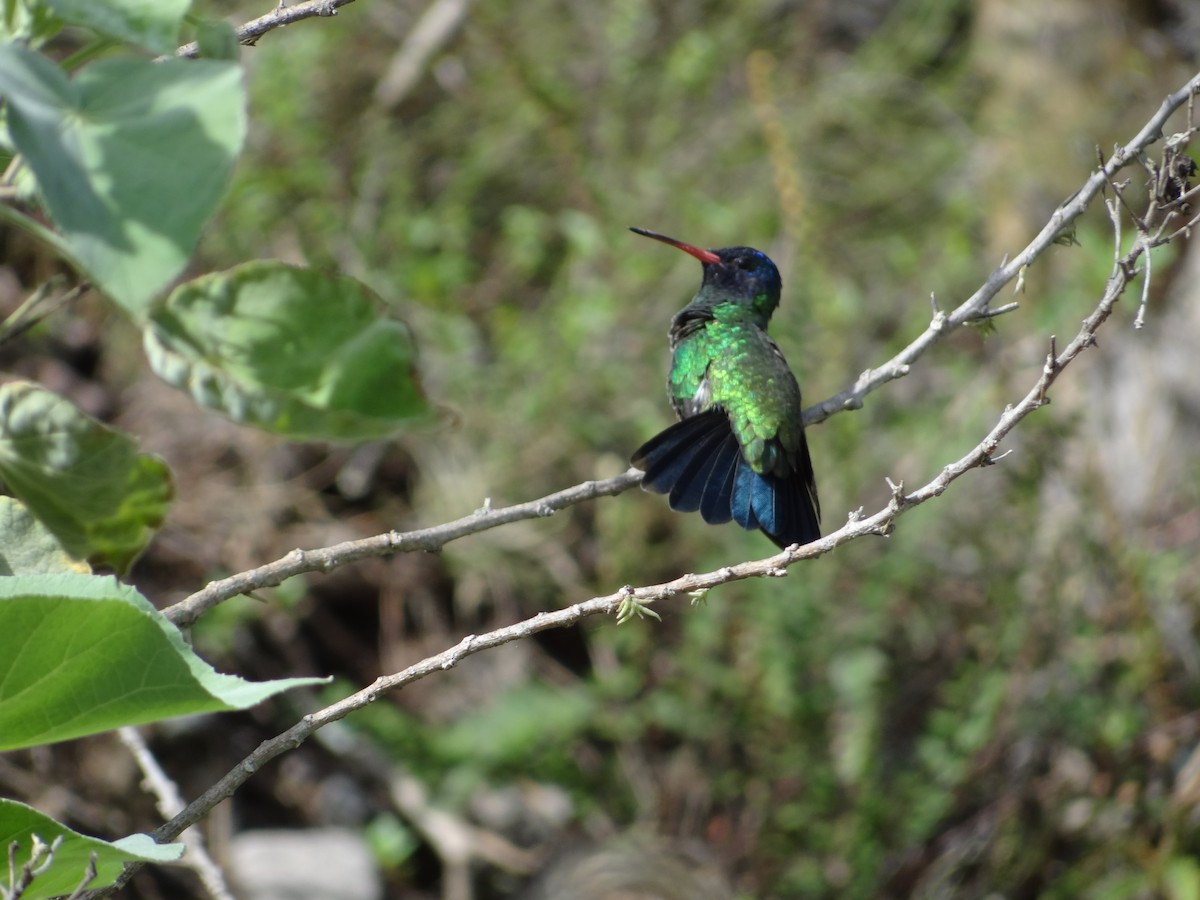 kolibřík modrohlavý - ML617223158