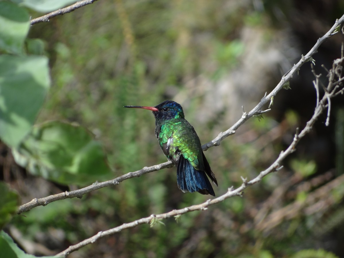 kolibřík modrohlavý - ML617223159
