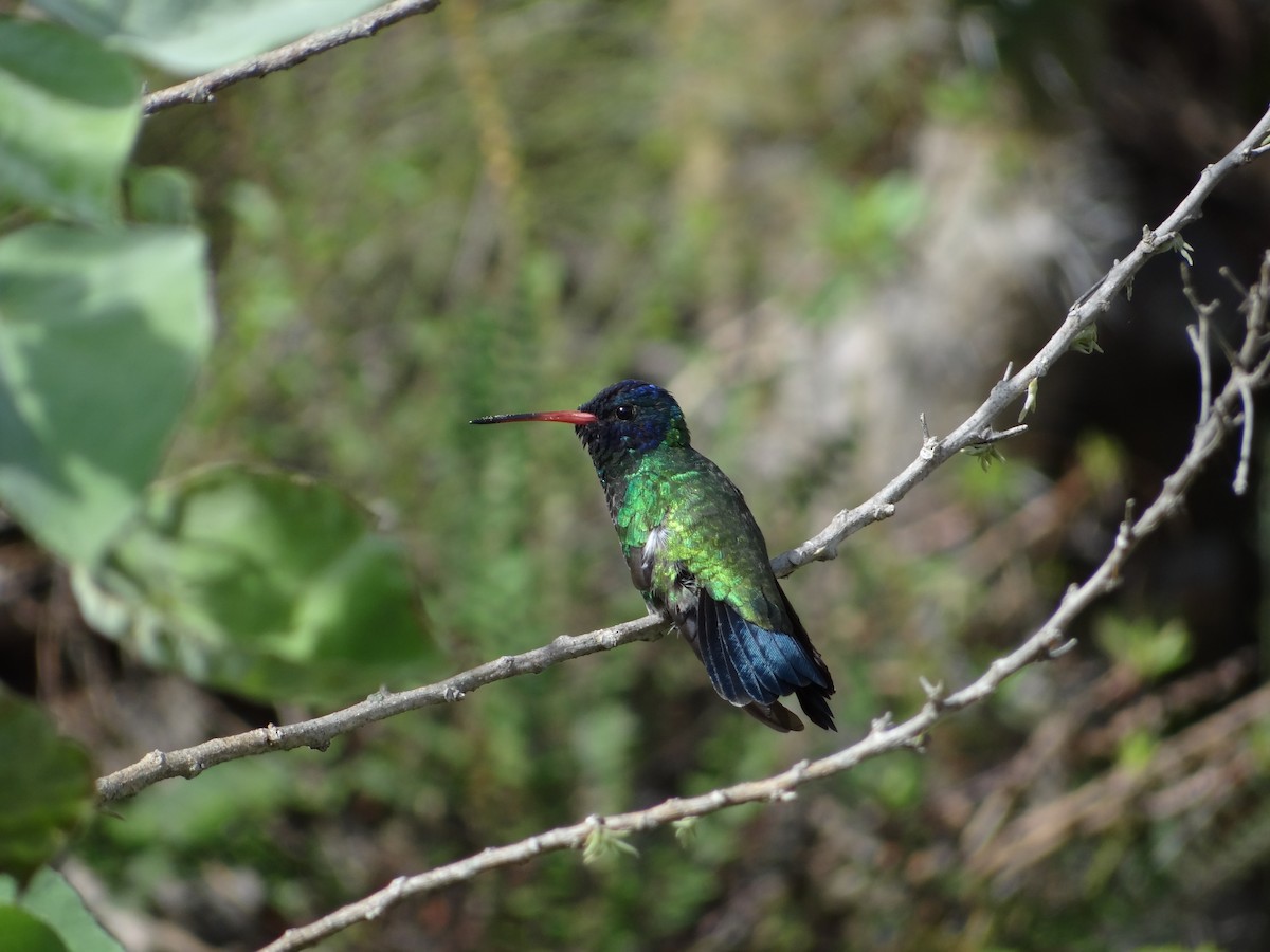 kolibřík modrohlavý - ML617223161