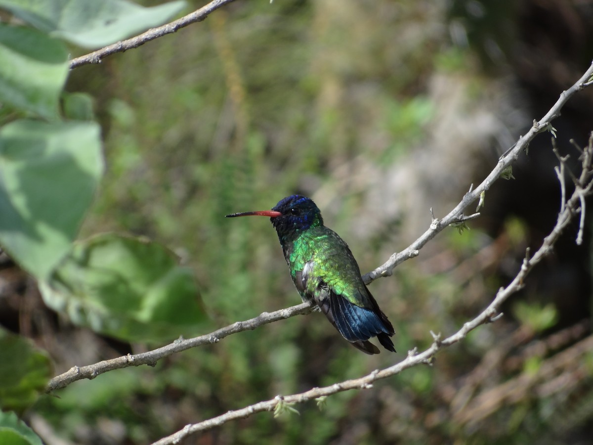 kolibřík modrohlavý - ML617223162
