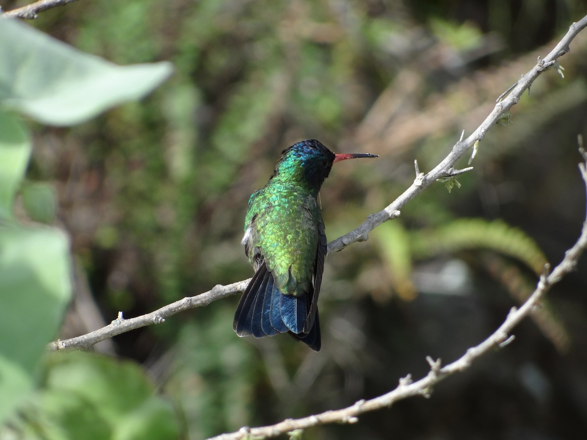 kolibřík modrohlavý - ML617223163