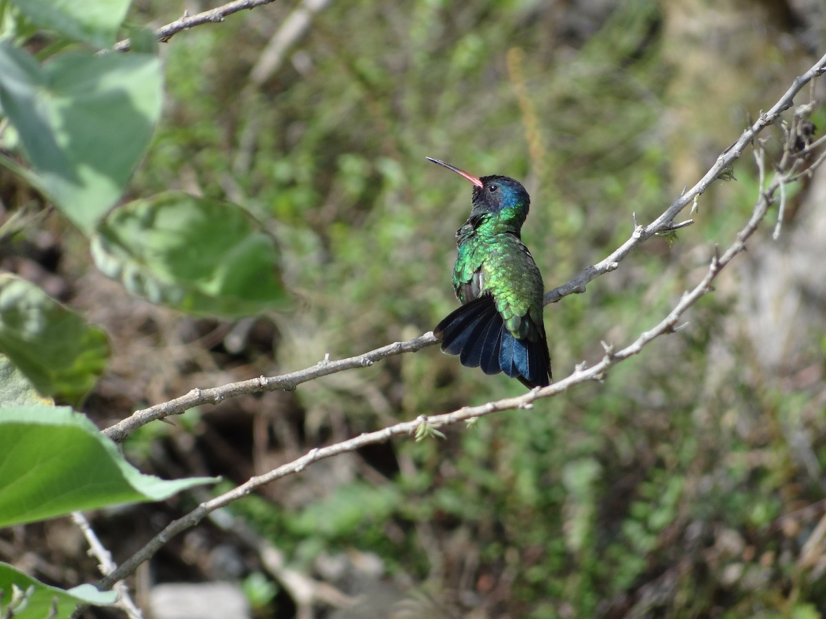 kolibřík modrohlavý - ML617223164