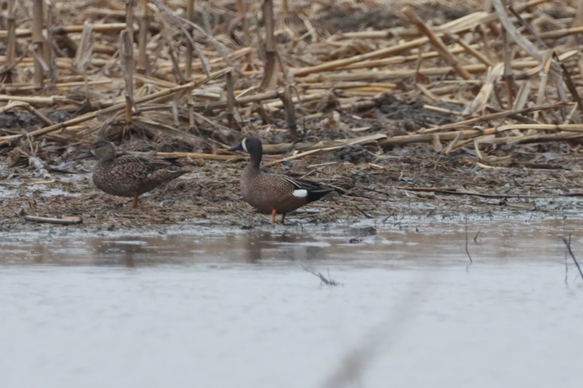 Blue-winged Teal - Philip Barden