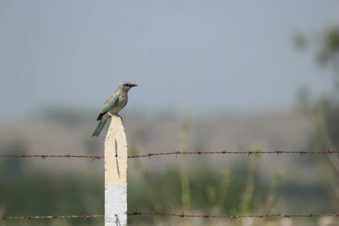 European Roller - Anita Bandekar Nikharge