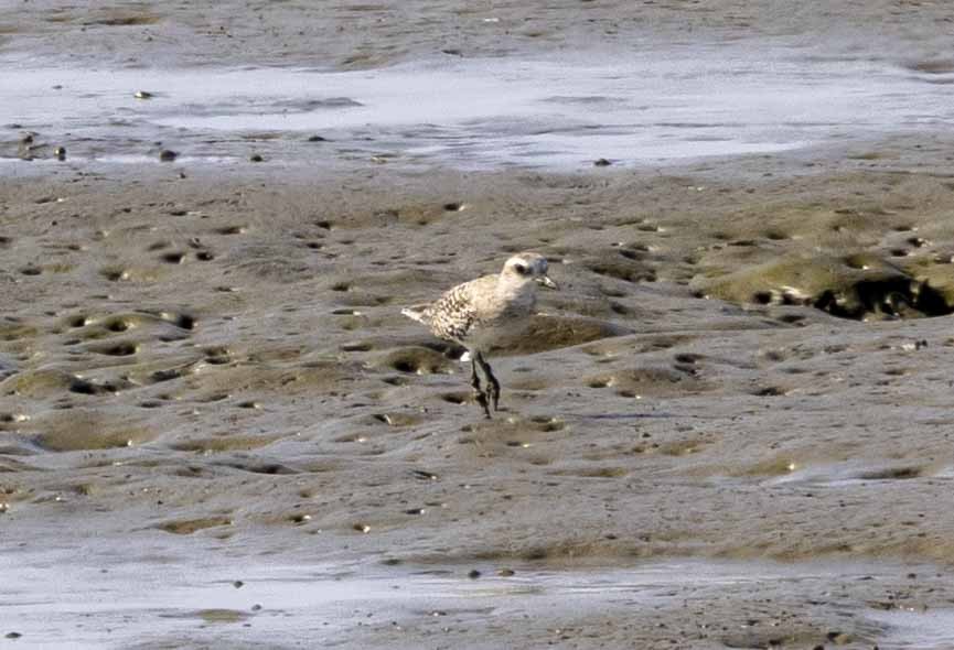 Black-bellied Plover - Don Rose