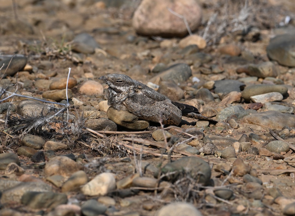 nightjar sp. - ML617223278