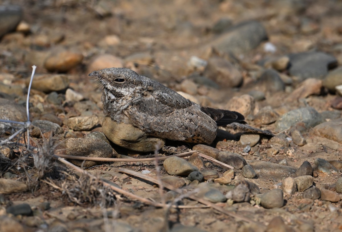 nightjar sp. - ML617223281