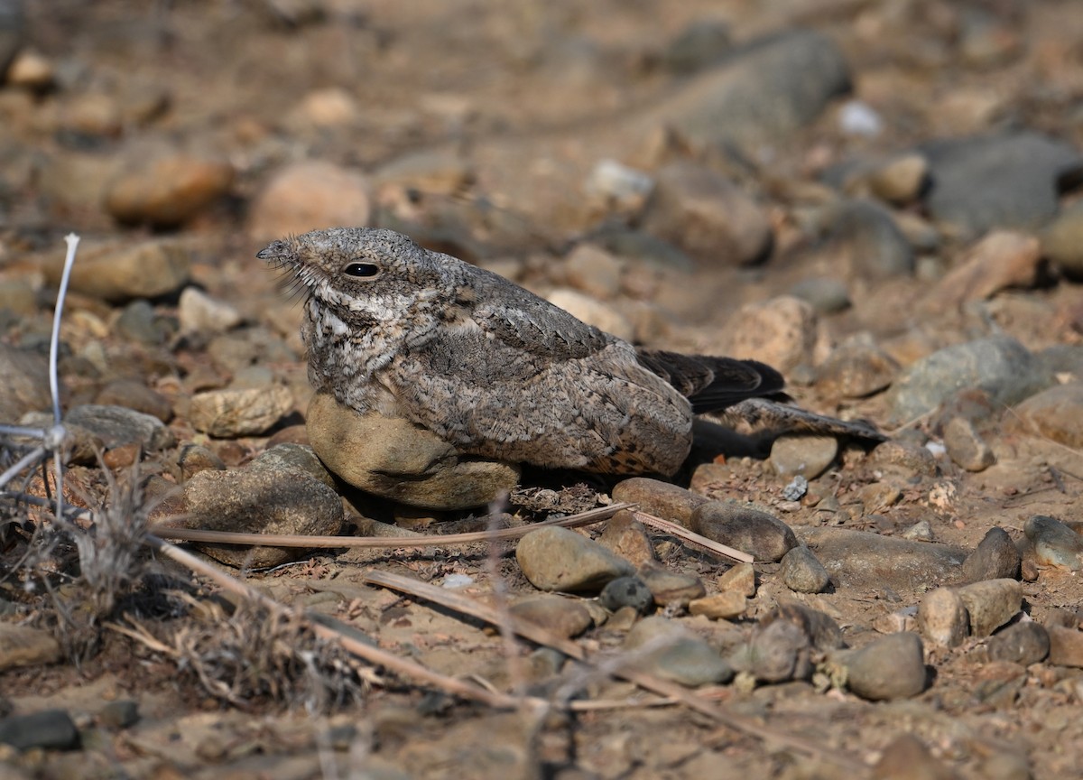 nightjar sp. - ML617223282