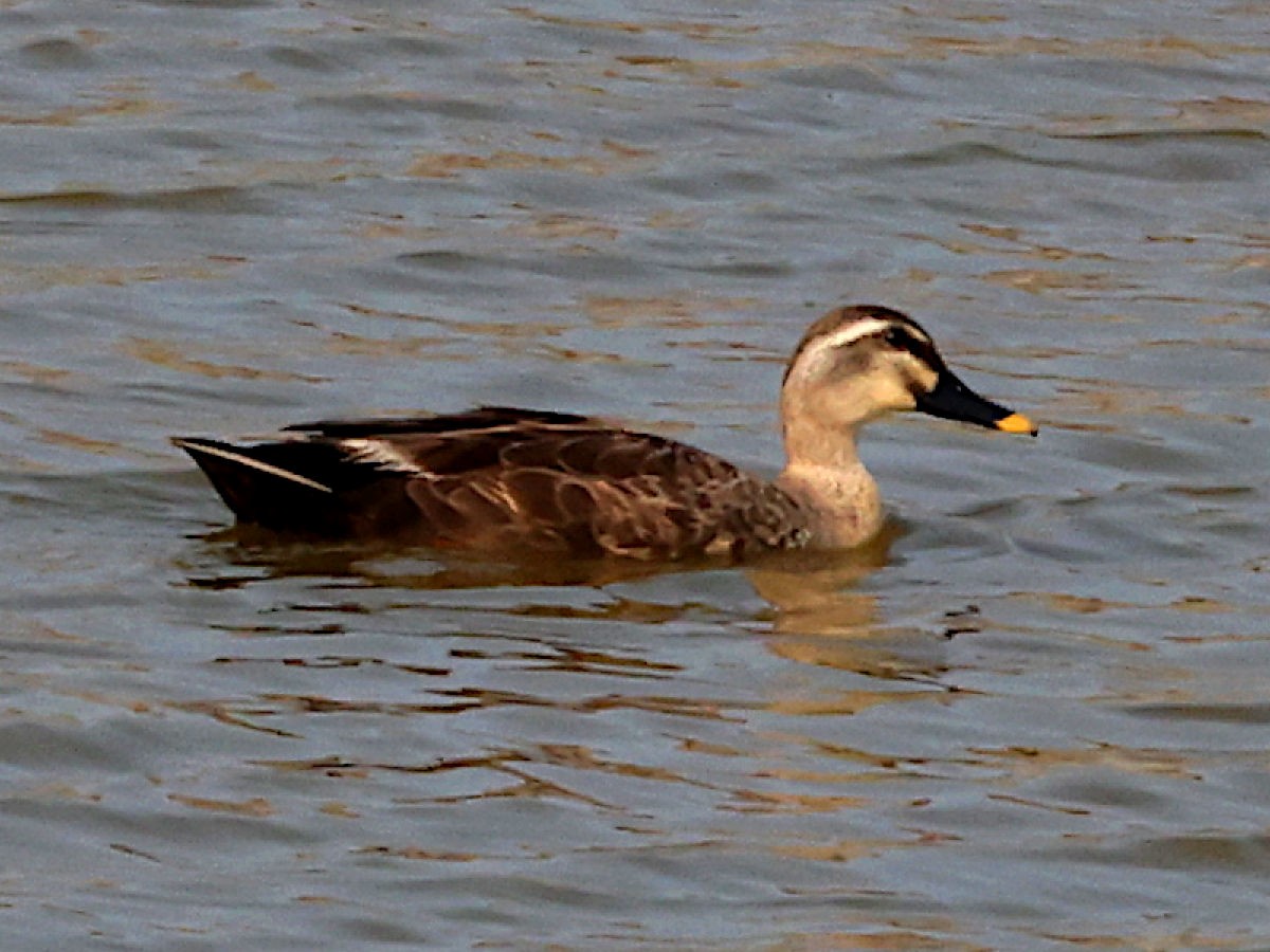 Eastern Spot-billed Duck - Peter Chen 2.0