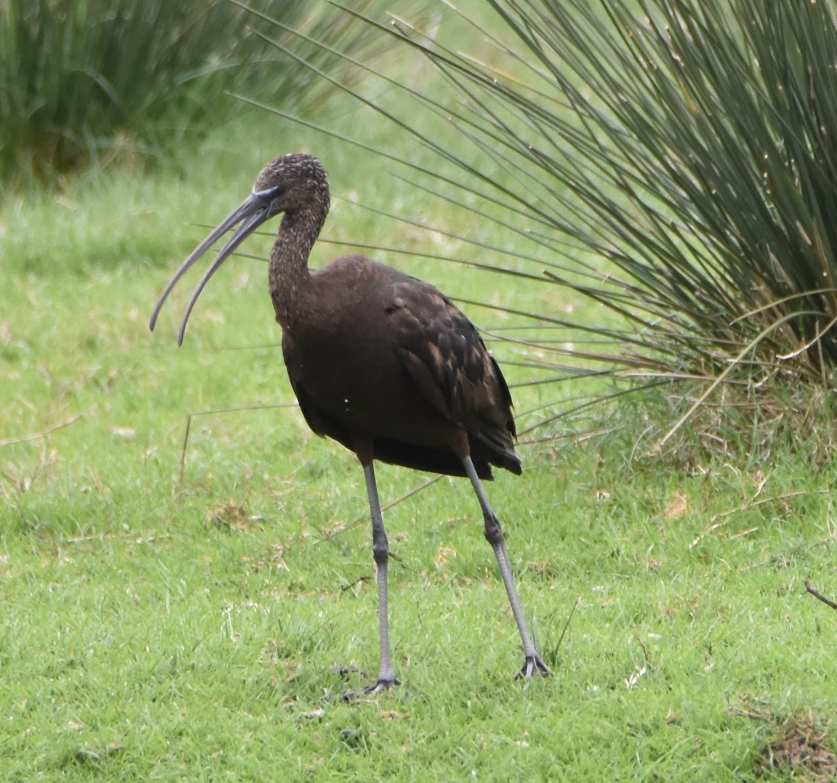 Glossy Ibis - ML617223293