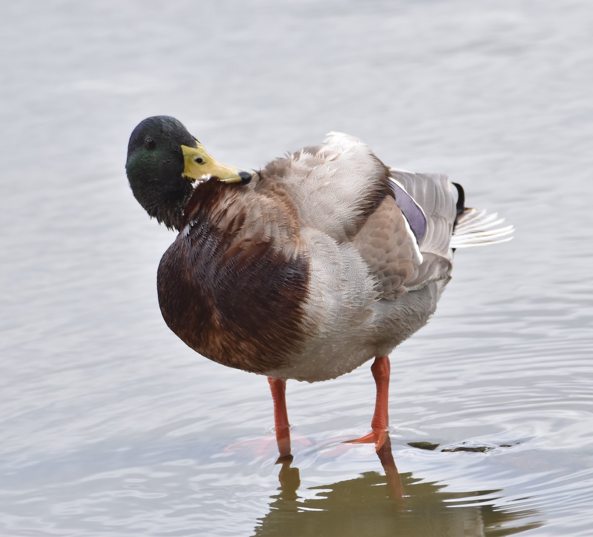 Mallard - Jaume Lopez Puigbó