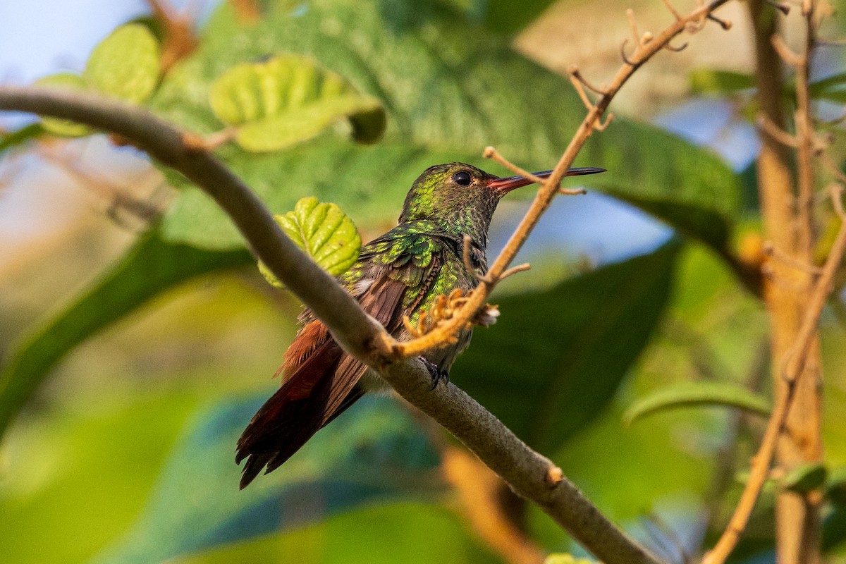 Rufous-tailed Hummingbird - ML617223336