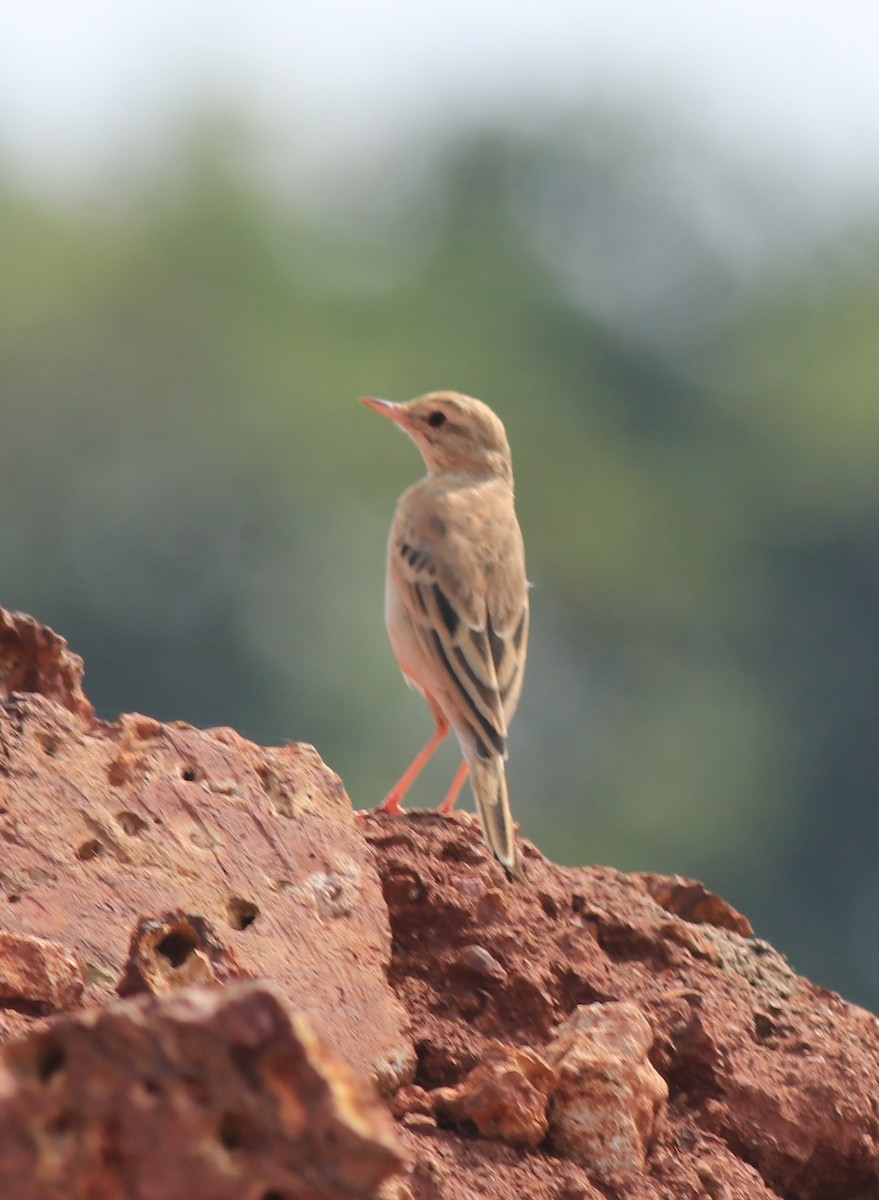 Tawny Pipit - Afsar Nayakkan