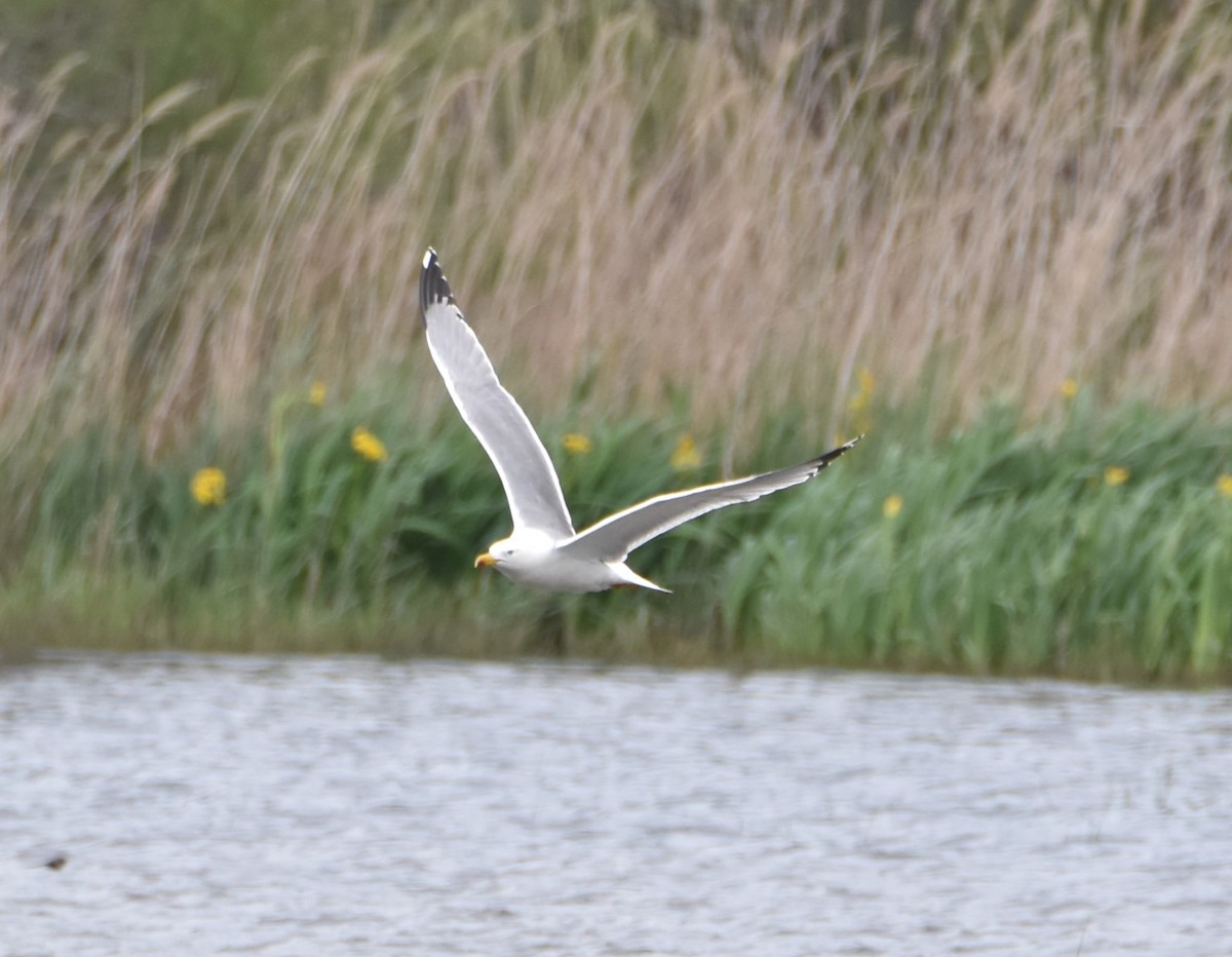 Yellow-legged Gull - ML617223396