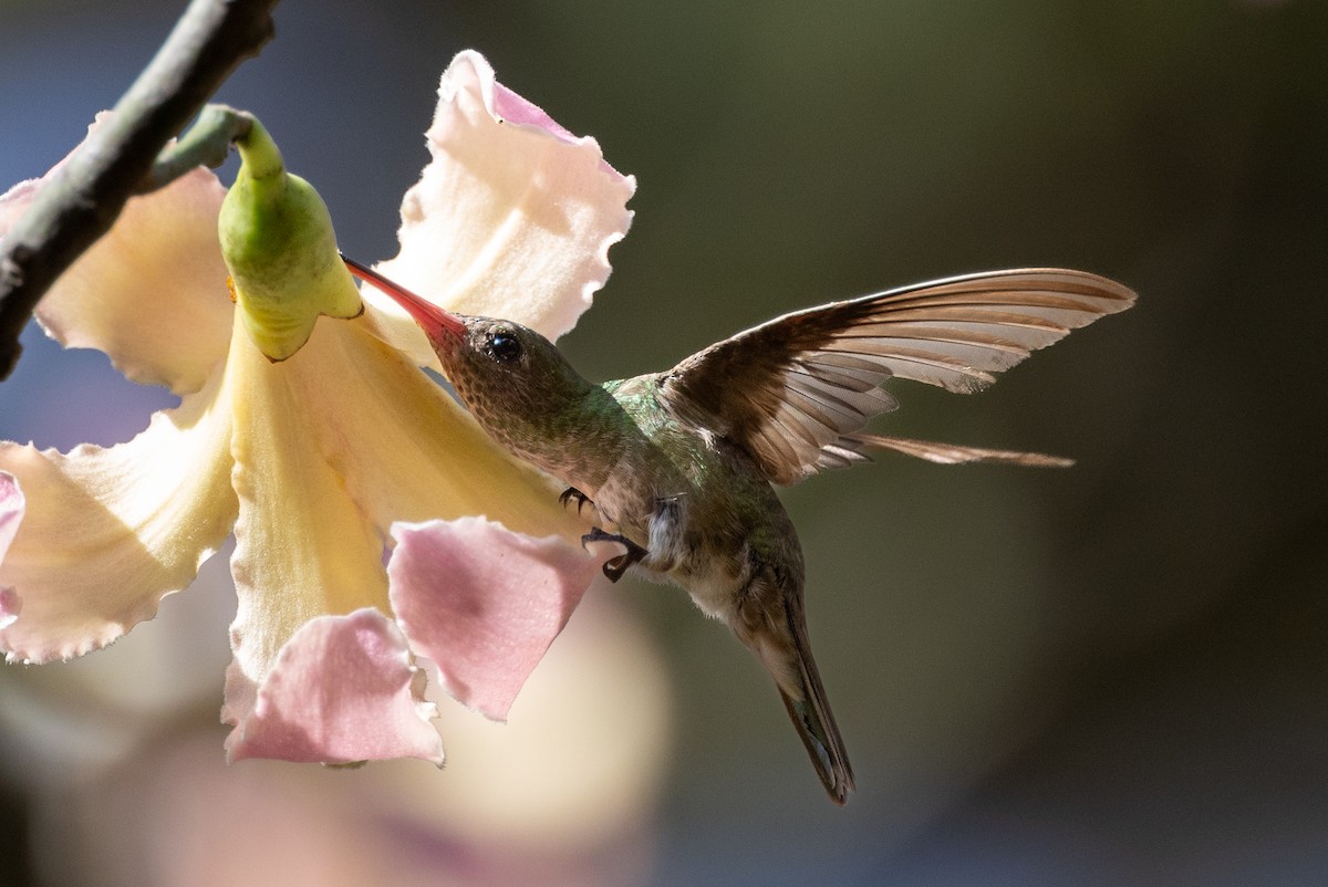 Gilded Hummingbird - ML617223407