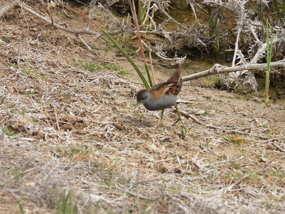 Little Crake - ML617223424