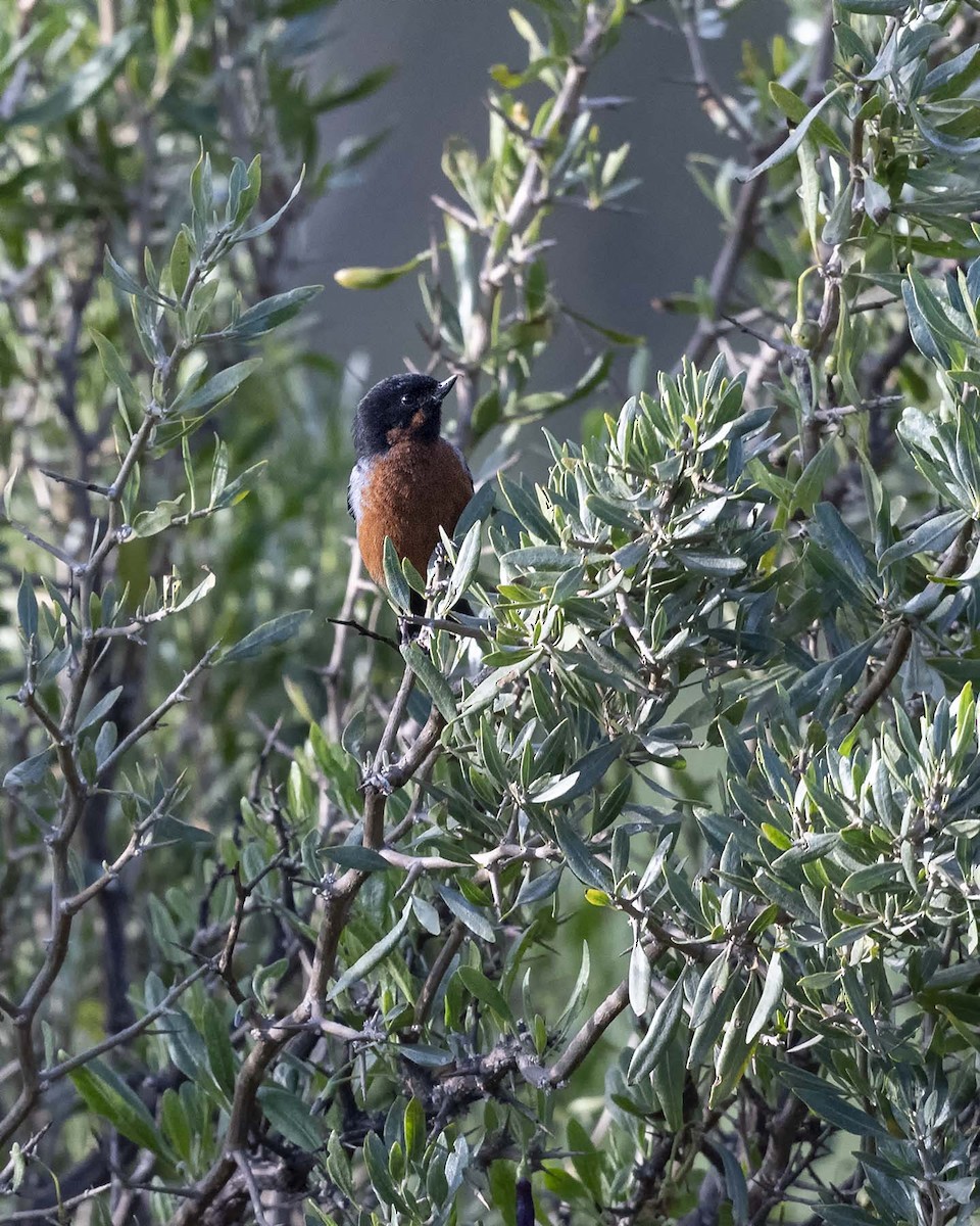 Black-throated Flowerpiercer - ML617223430