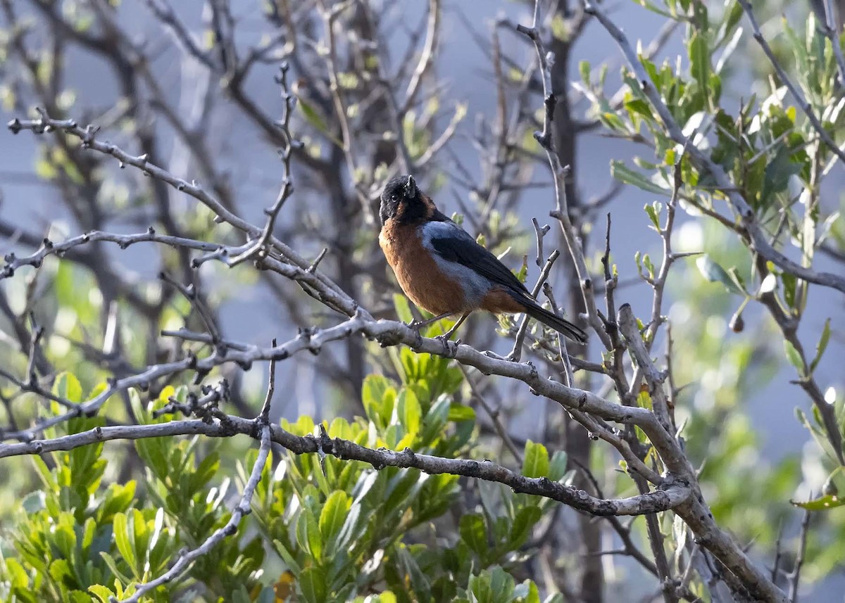 Black-throated Flowerpiercer - ML617223431