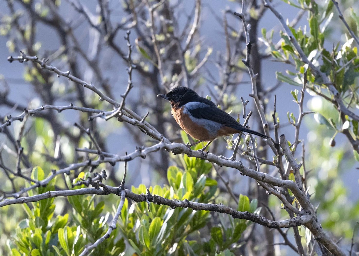 Black-throated Flowerpiercer - ML617223432