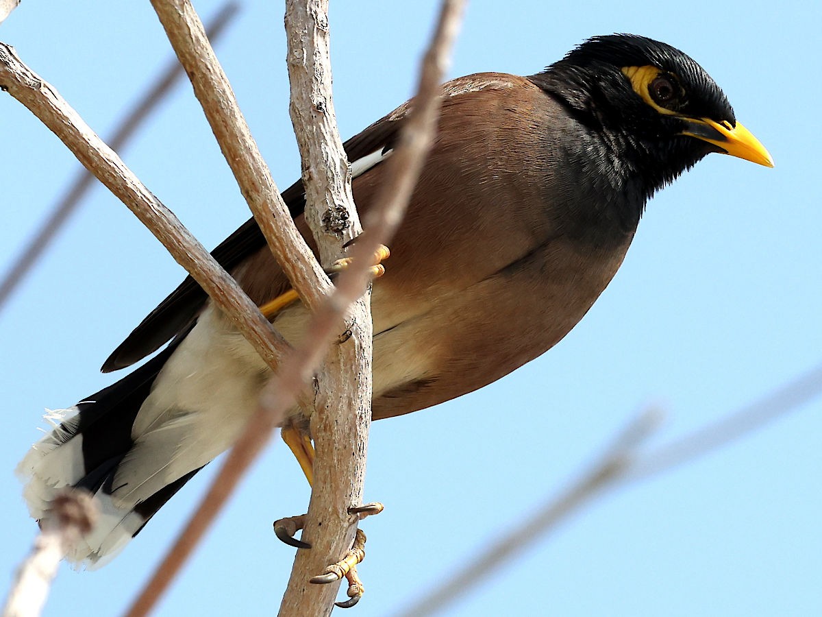 Common Myna - Peter Chen 2.0