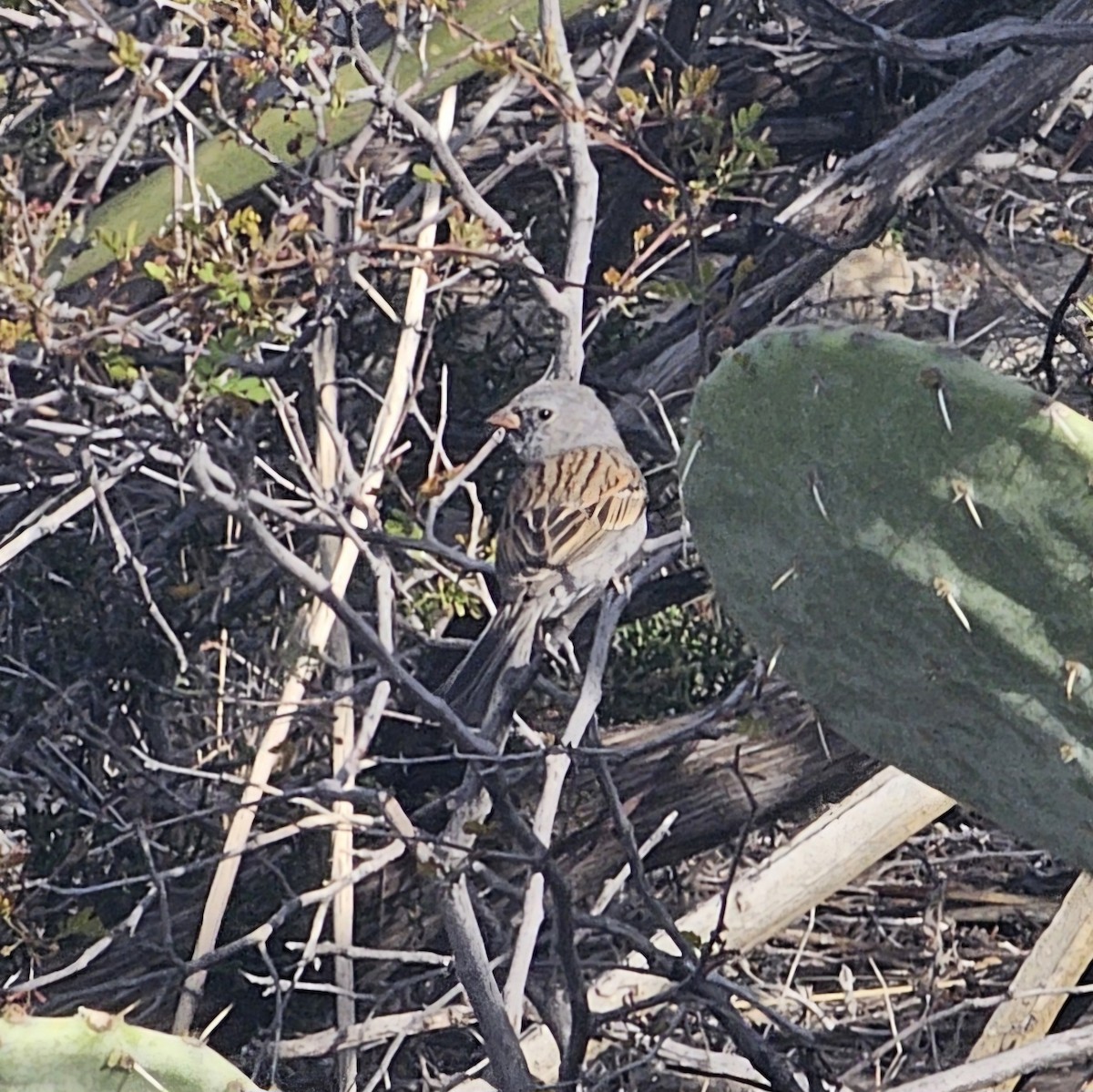 Black-chinned Sparrow - Graeme Hinde