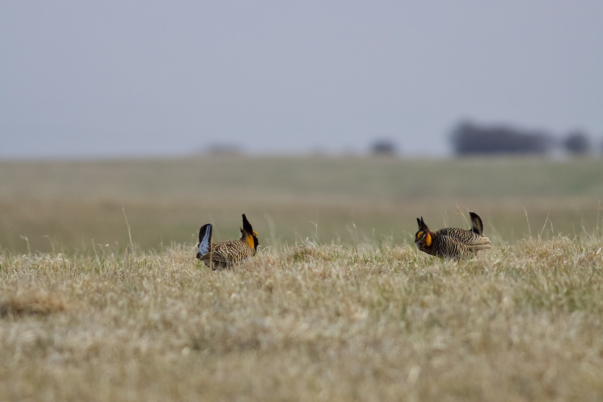 Greater Prairie-Chicken - Will Harris