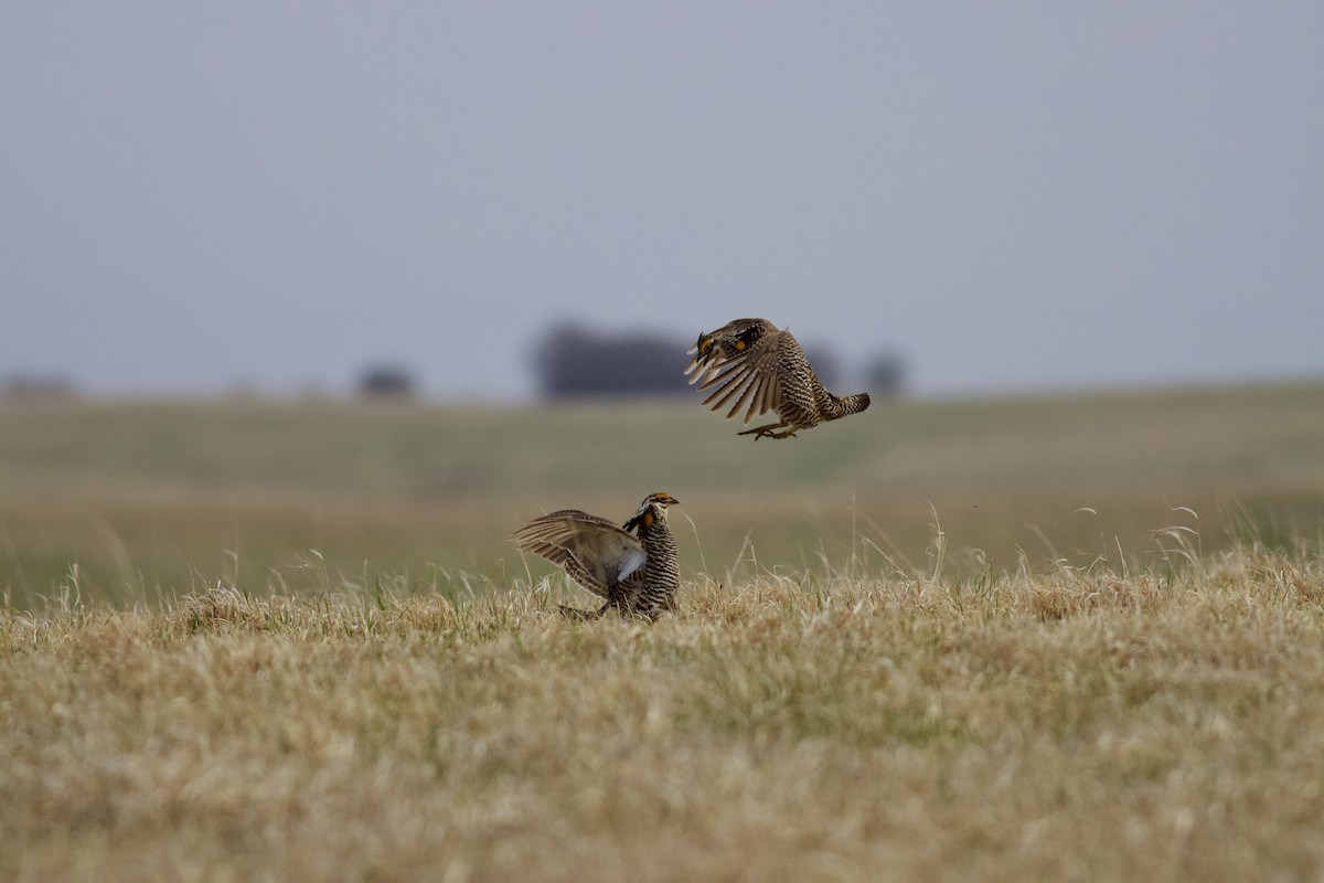 Greater Prairie-Chicken - Will Harris