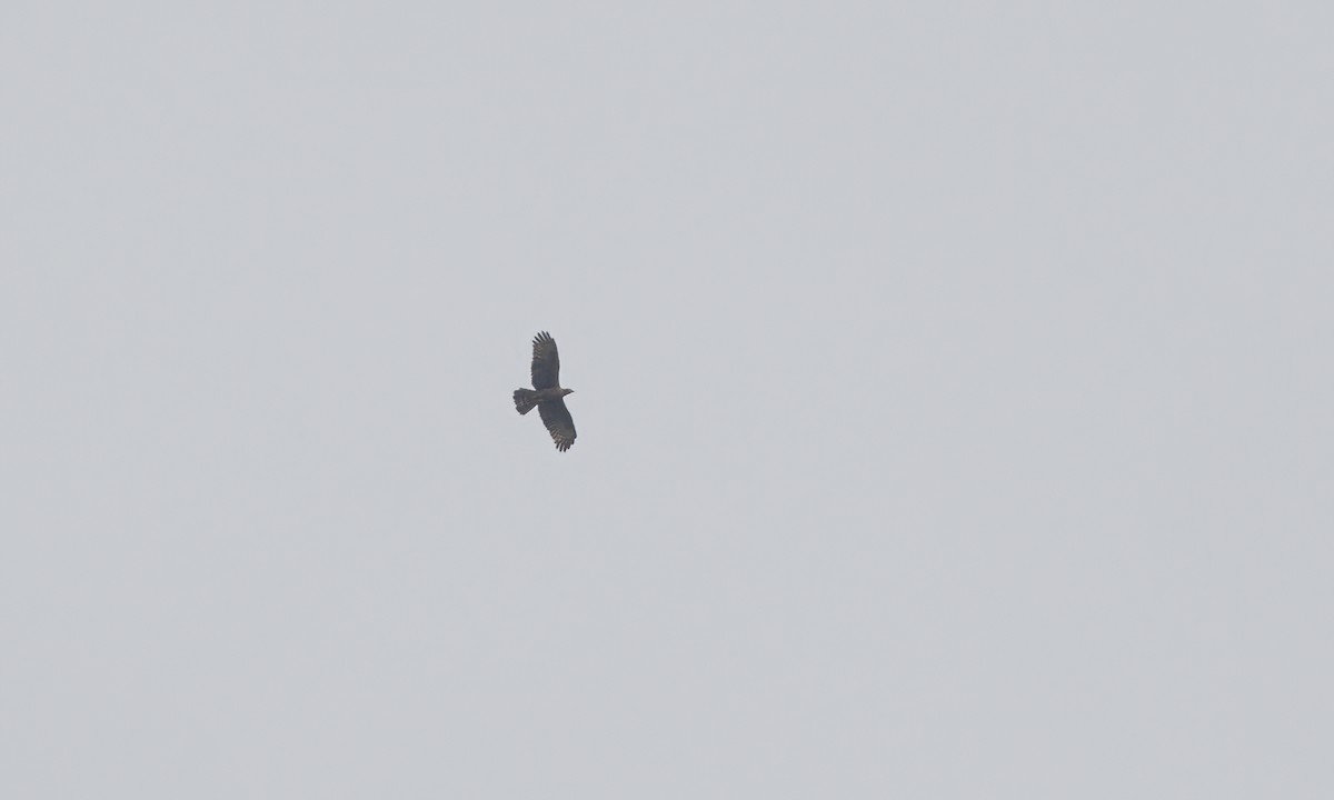 Oriental Honey-buzzard - ML617223519