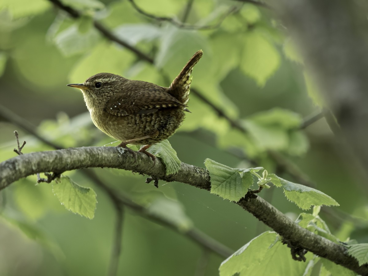 Eurasian Wren - Nan Martic