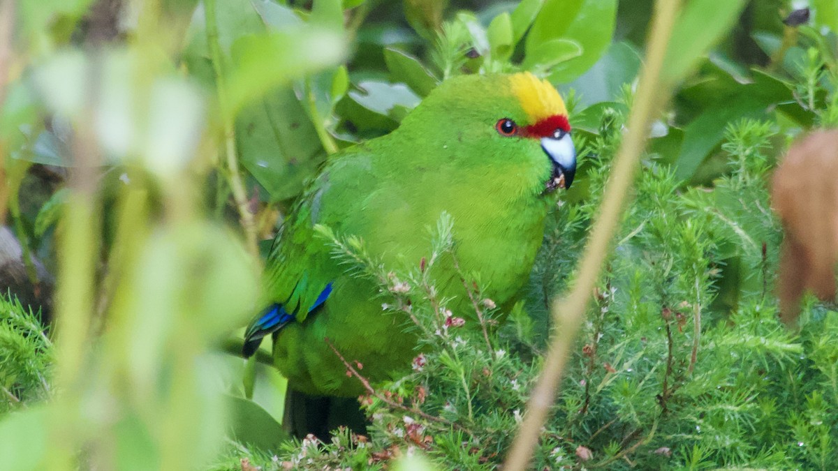 Perico Maorí Cabecigualdo - ML617223587