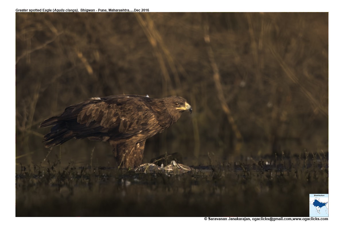 Greater Spotted Eagle - Saravanan Janakarajan