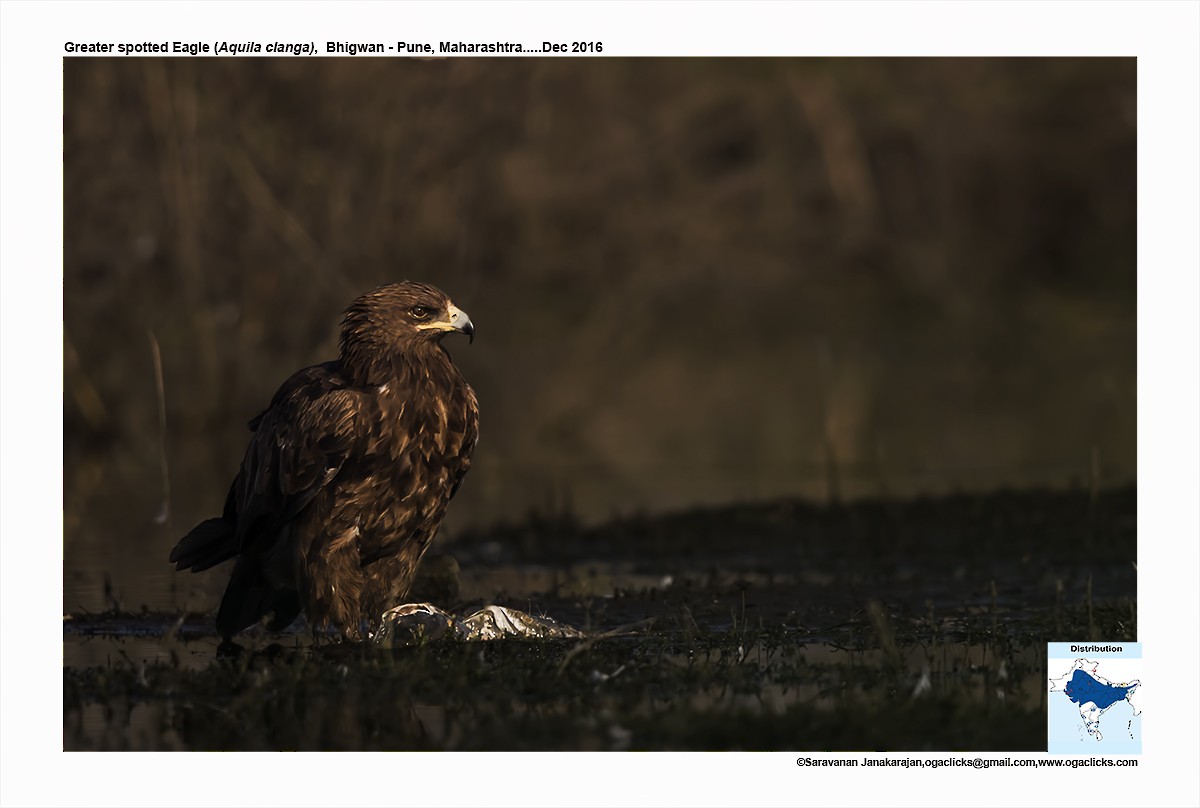 Greater Spotted Eagle - Saravanan Janakarajan
