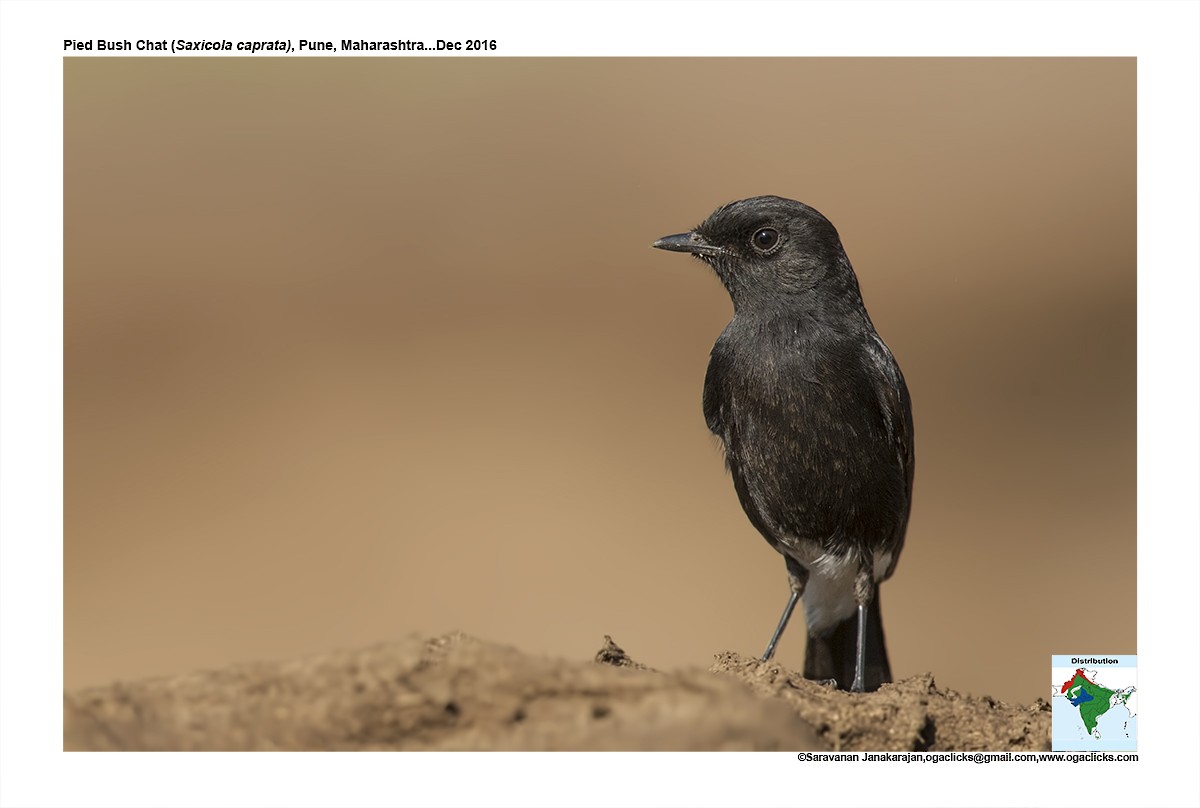 Pied Bushchat - ML617223600