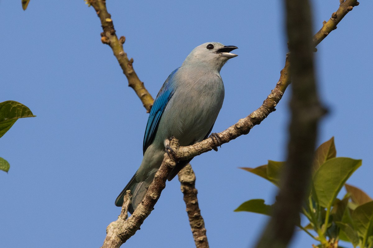 Blue-gray Tanager - ML617223611
