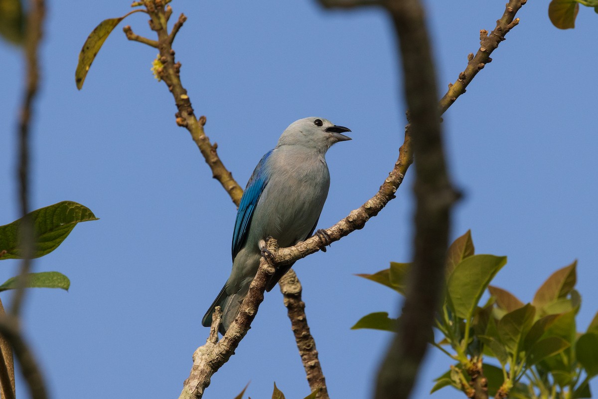 Blue-gray Tanager - ML617223612