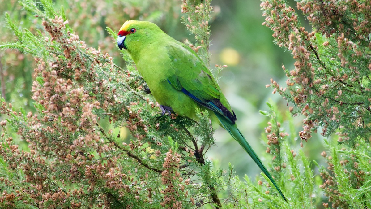 Yellow-crowned Parakeet - ML617223621