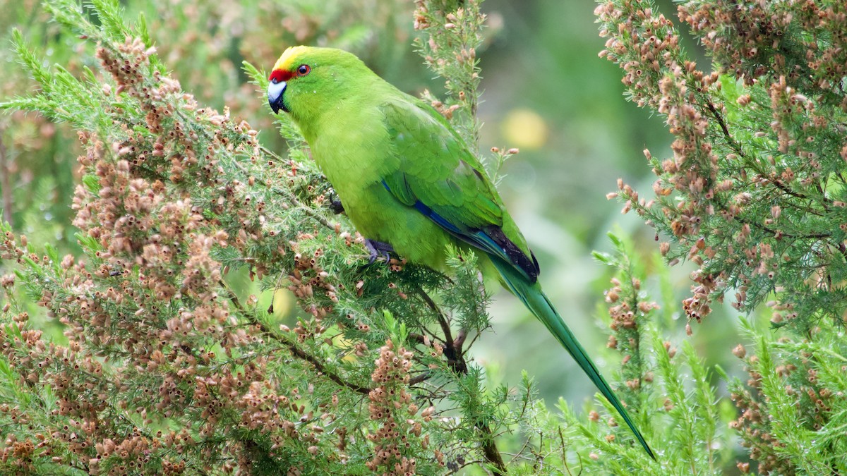 Perico Maorí Cabecigualdo - ML617223621