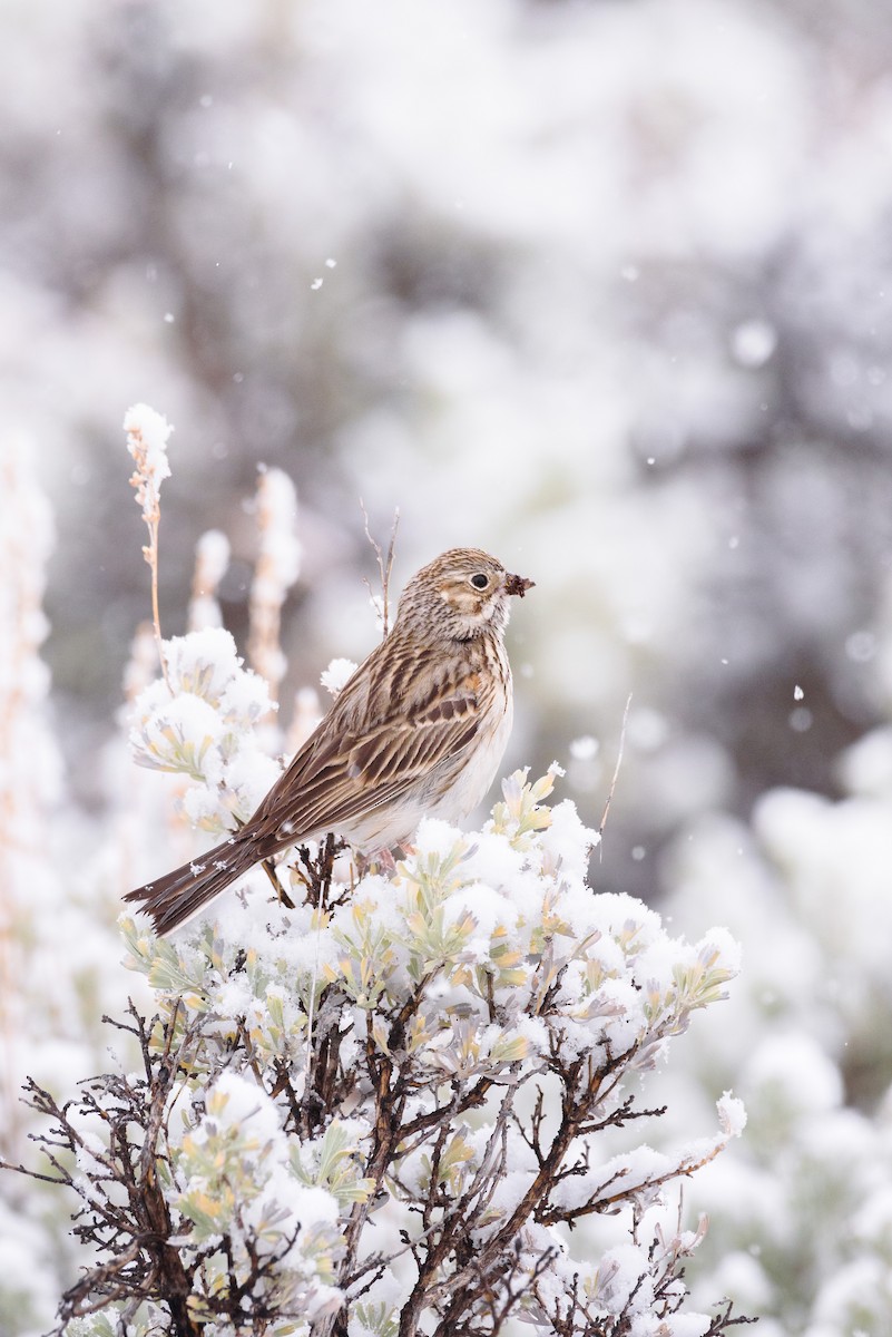 Vesper Sparrow - ML617223627