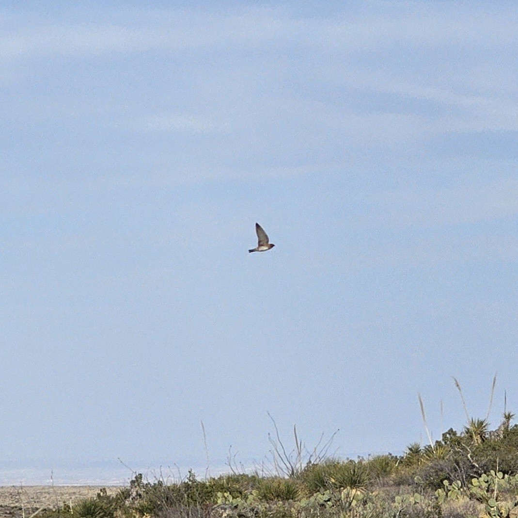 Cave Swallow - Graeme Hinde